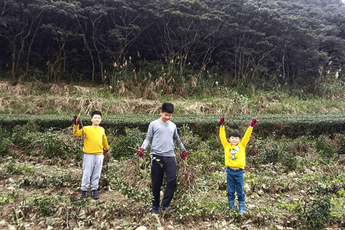 茶園是孩子們的遊樂場，也會幫忙拔草等農務，是小小綠保尖兵。