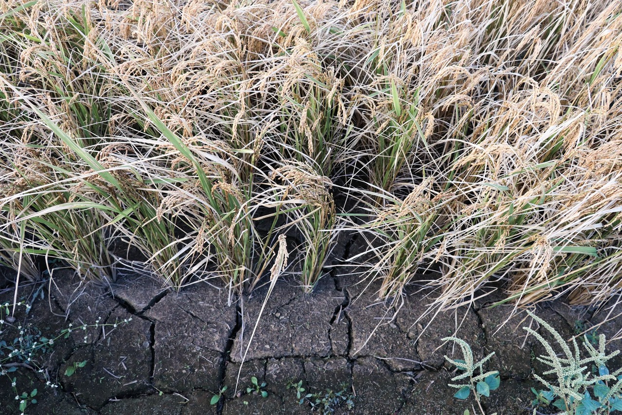 「旱」動農業 停灌政策未解之災