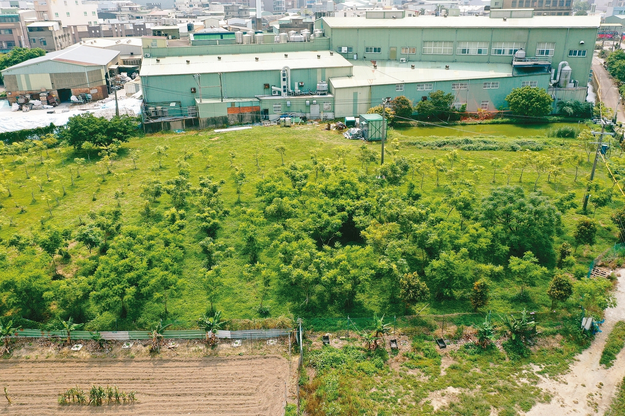 ▲▲2000棵生機樹&hellip;農民笑了 種無患子 救活農地