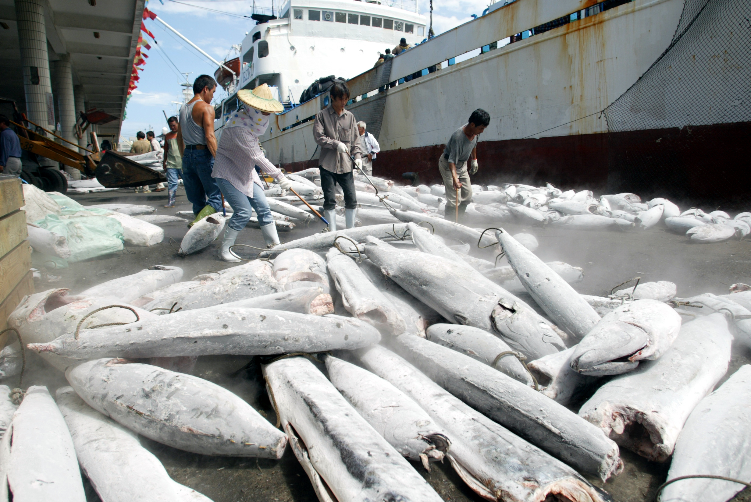 OK_陳玉敏專欄：不顧海洋資源永續 台灣續發「有害漁業補貼」