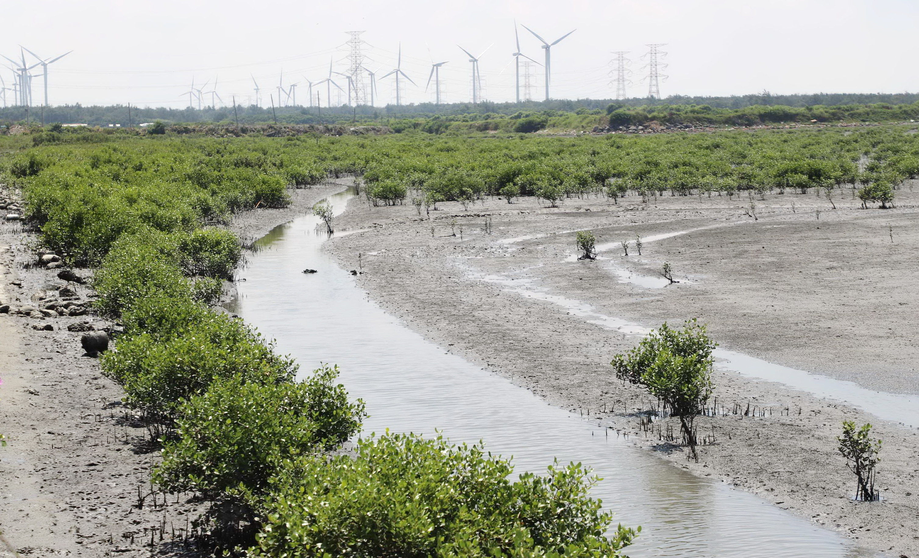 願景永續周報:近八成科學家認為全球升溫至少2.5度C、紅樹林等「自然碳匯」弊大於利?