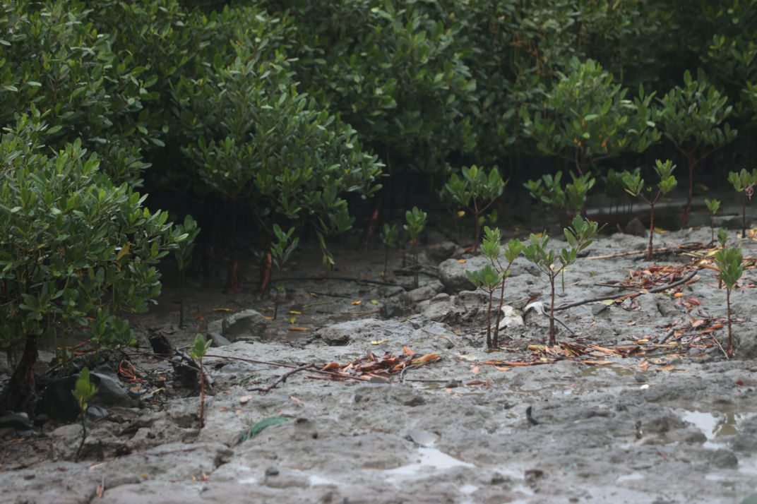 種紅樹林賺自然碳匯？  專家提醒：錯誤種植將影響濕地生物多樣性