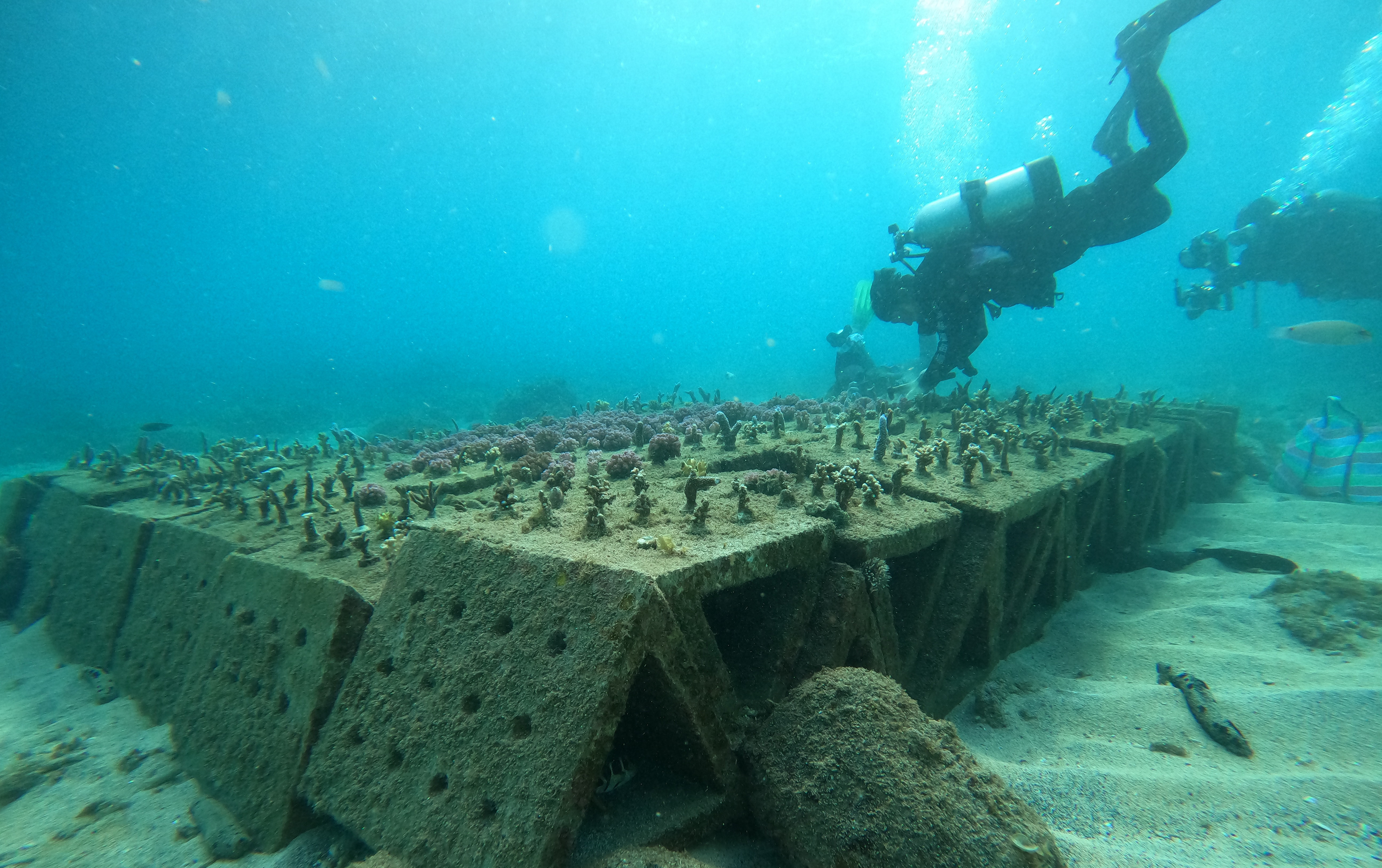 【生物多樣性】從高山種到大海 澎湖植樹、種珊瑚守護里山里海
