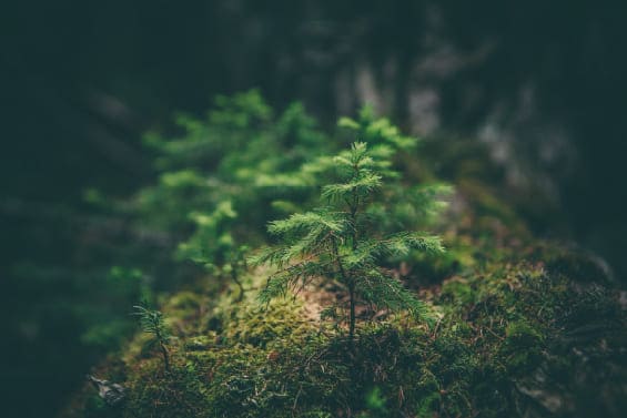 直擊COP29/碳權跨國交易抵減 邁大步